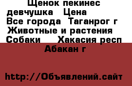 Щенок пекинес девчушка › Цена ­ 2 500 - Все города, Таганрог г. Животные и растения » Собаки   . Хакасия респ.,Абакан г.